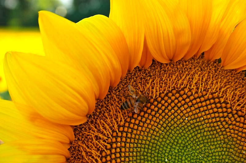 Close-up2.jpg