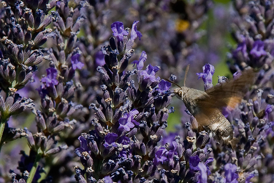 colibri'-2.jpg