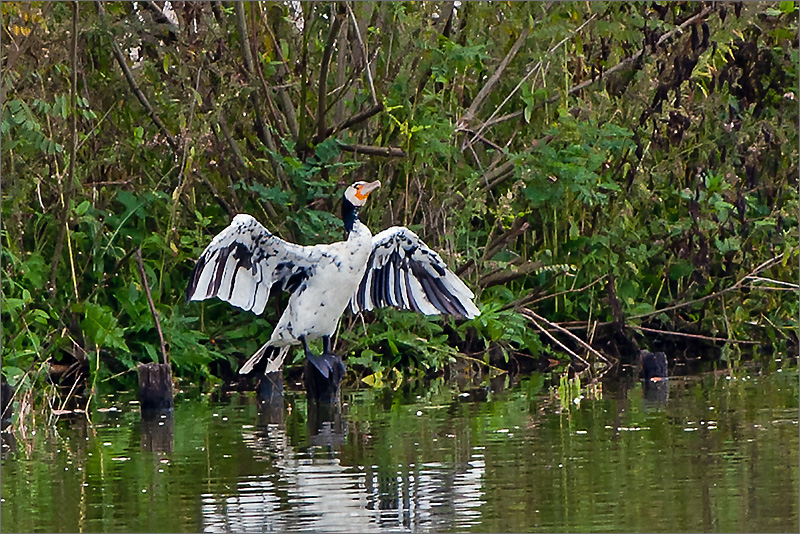 cormorano_albino_inimis_800.jpg