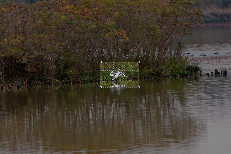 cormorano_albino_inimis_800_crop.jpg