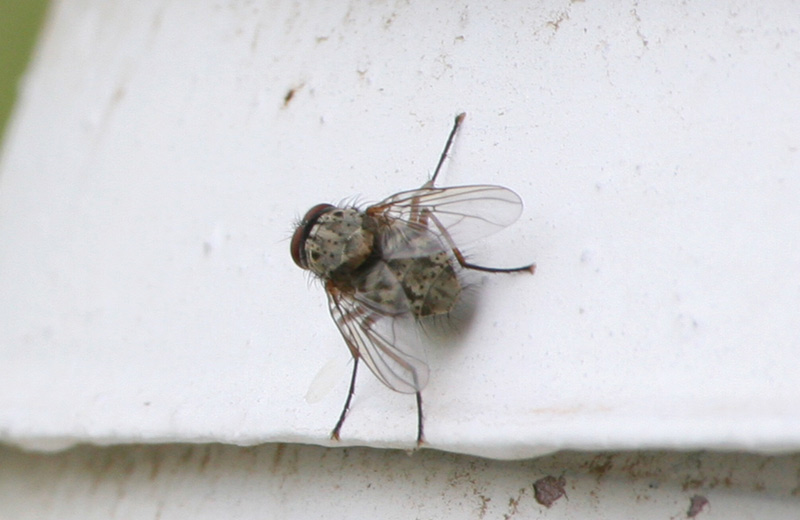 crop-mosca2.jpg