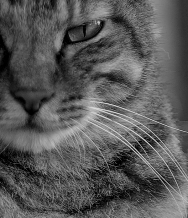 Crop100%.jpg