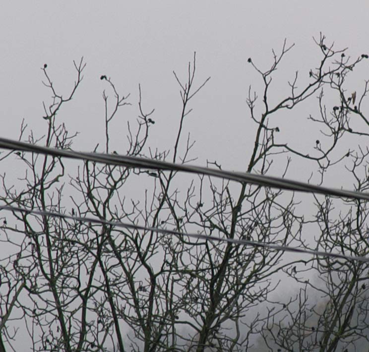 crop125mm.jpg