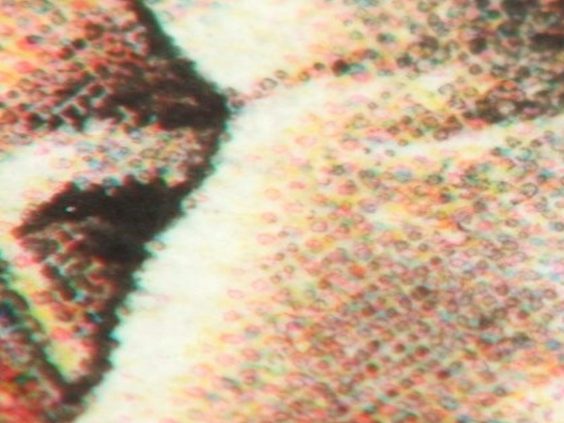 crop1.jpg