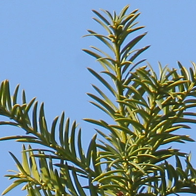 crop2.jpg