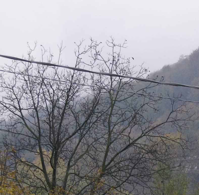 CROP50MM.JPG