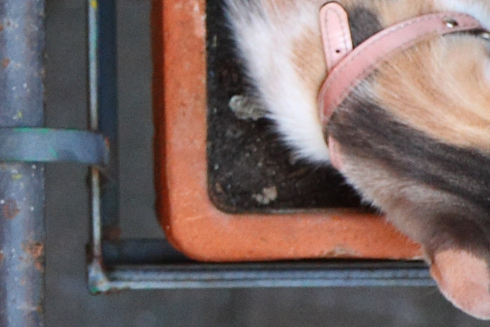 crop800ISO400DNoiseReduct.jpg