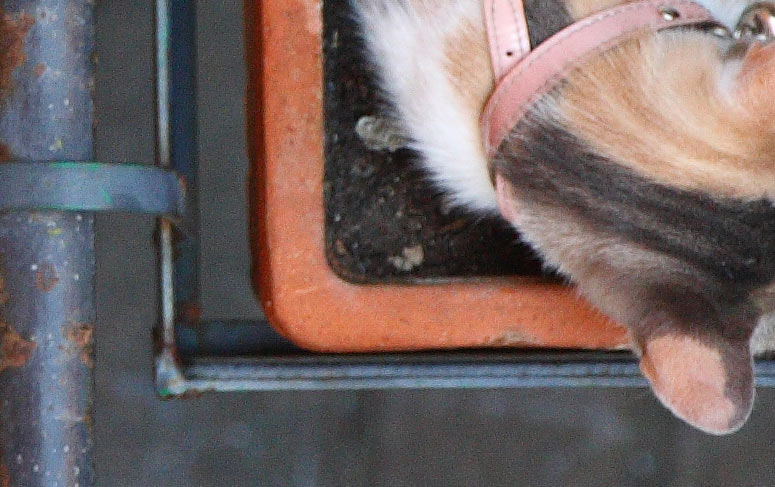 crop800ISO400DnoNoiseReduct.jpg