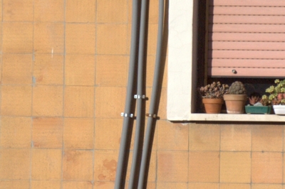 CROP 140 mm CANON 100 Macro Moltiplicato 1,4 kenko.jpg