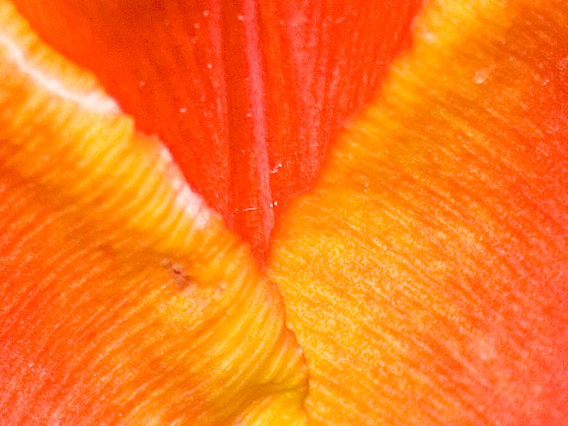 crop 1 tulipano4 iso 100 300mm f11 1_200.jpg