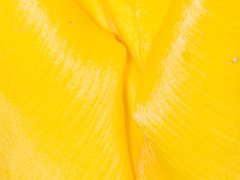 crop 1 tulipano5 300mm f11 iso100 s 1_200.jpg