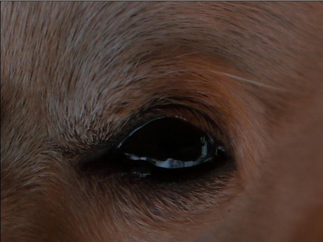 crop_1dmark3_iso100.JPG
