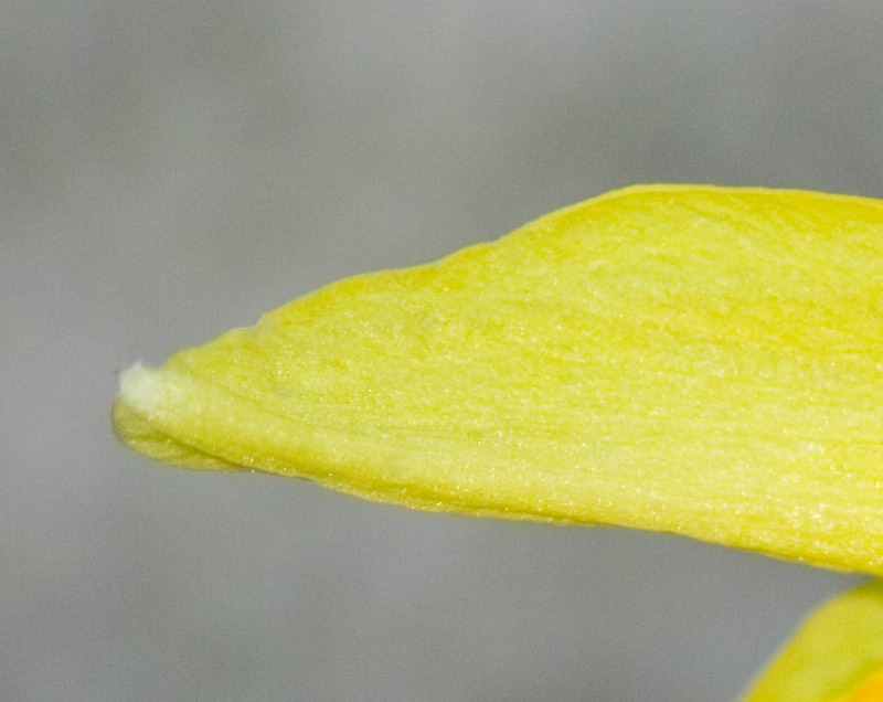 crop 2 fiore 300mm f5_6 s1_125.jpg