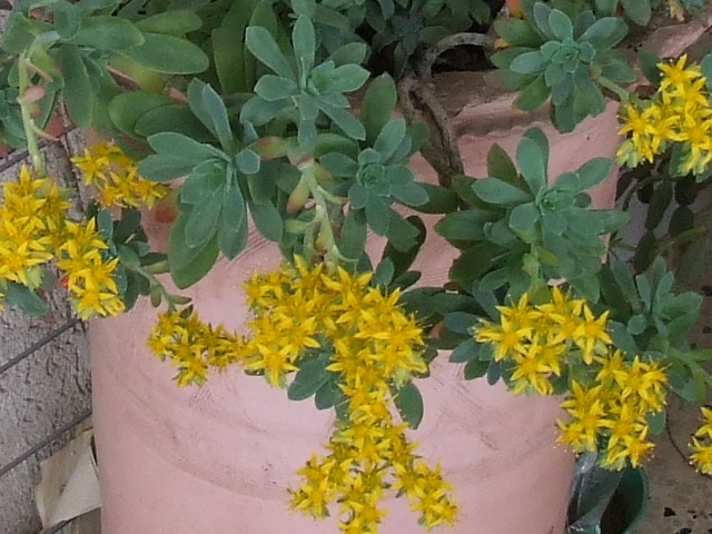 crop 3 s9600.jpg