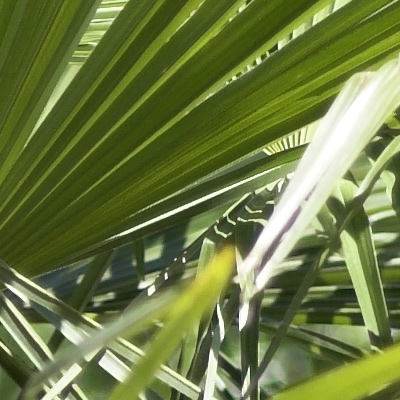 crop_50.jpg