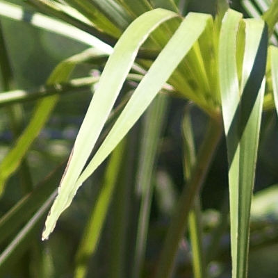 crop_85.jpg