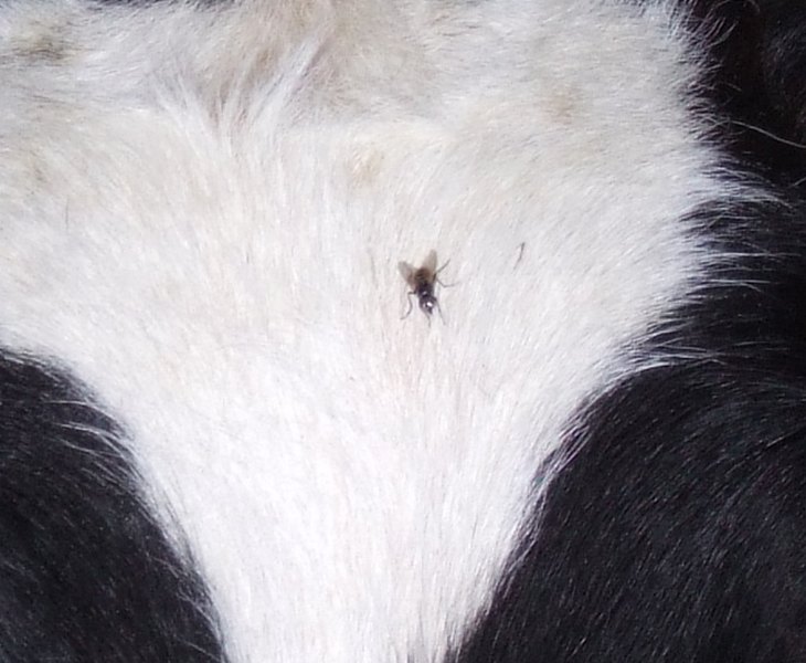 crop flash ext2.jpg