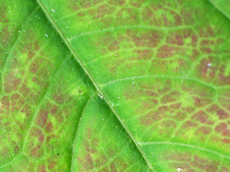 crop foglia.jpg