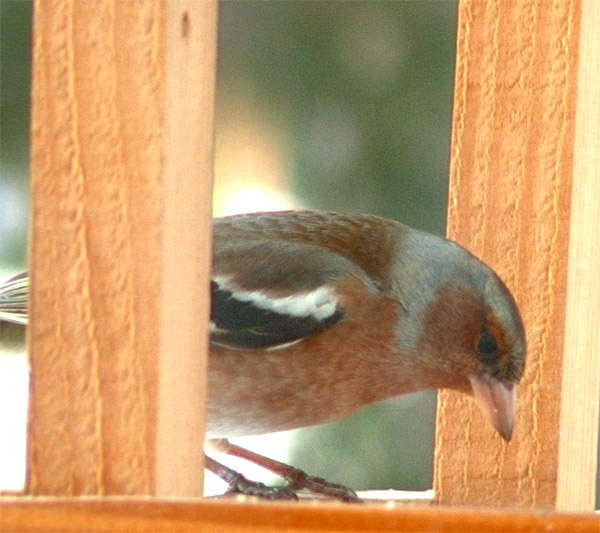 crop_fringuello_s7raw.jpg