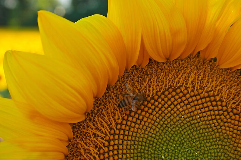 CRW_0053web.jpg