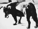 Daido moriyama cane randagio.jpg
