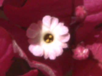 Dettaglio S7RAW.jpg