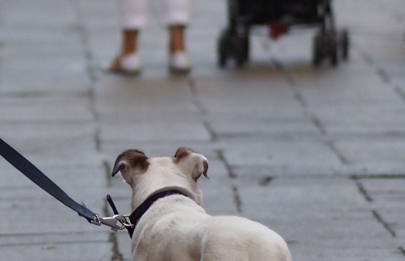 dogs.crop.jpg