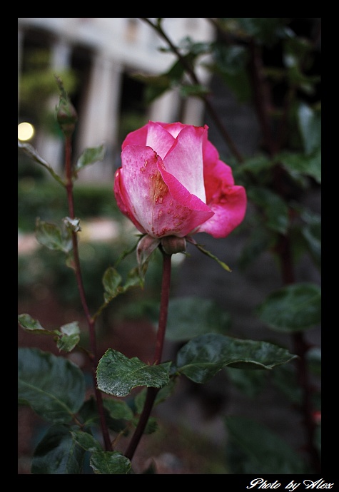 DSC_0006.jpg