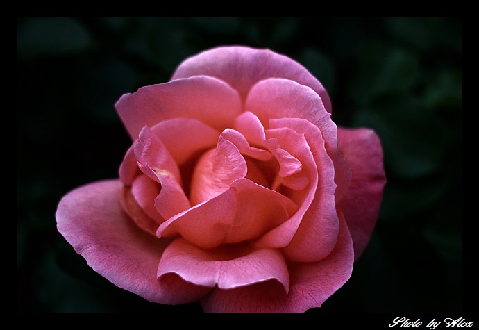 DSC_0011.jpg