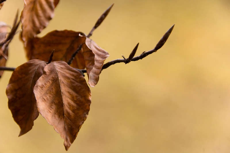 DSC_0229a.jpg