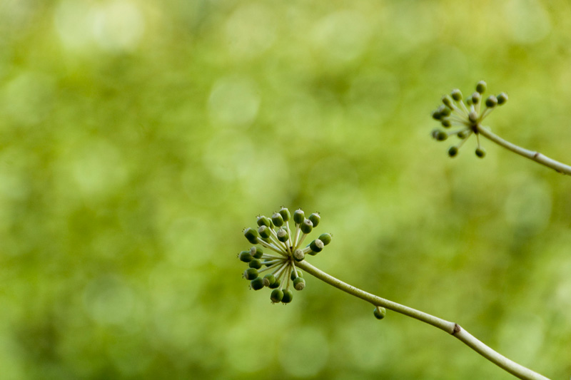 DSC_0236a.jpg