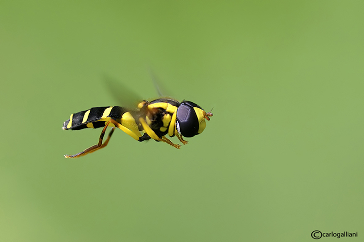 DSC_3418pbase.jpg