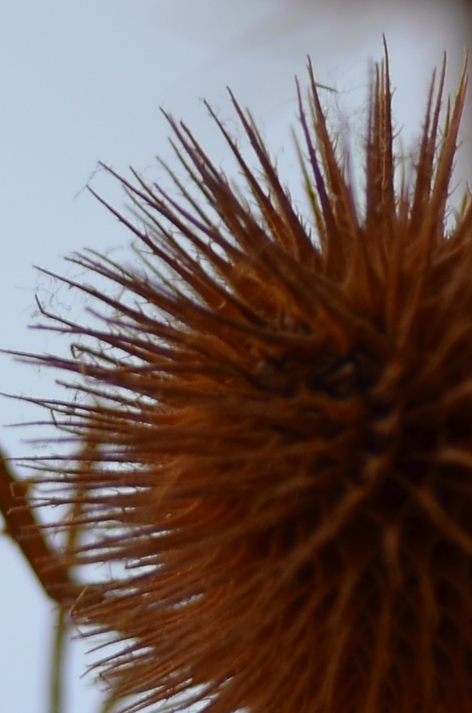 DSC_4347_1024_crop.JPG