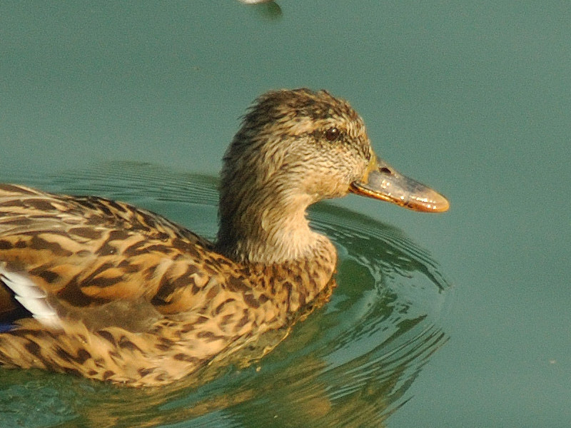 DSC_8767crop.jpg