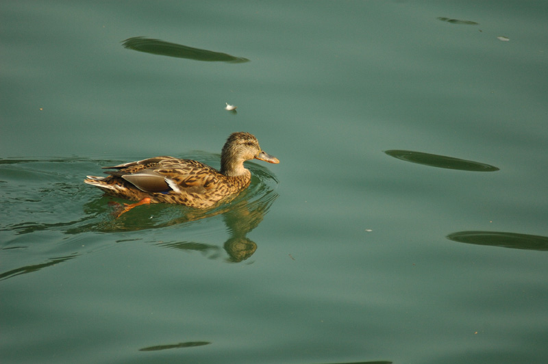 DSC_8767small.jpg
