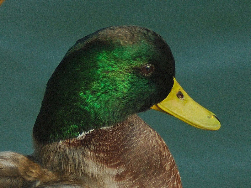 DSC_8769crop.jpg