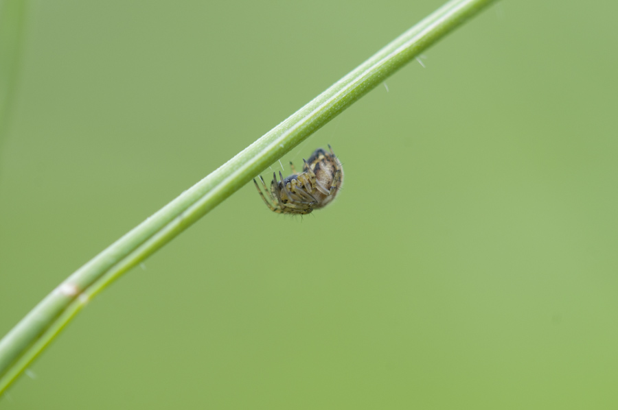DSC_9176-1f.jpg