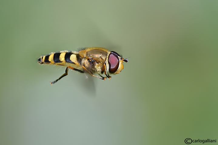 DSC_9249pbase.jpg