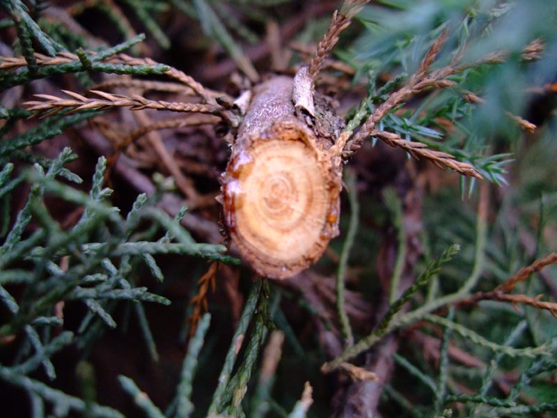 DSCF0216.jpg