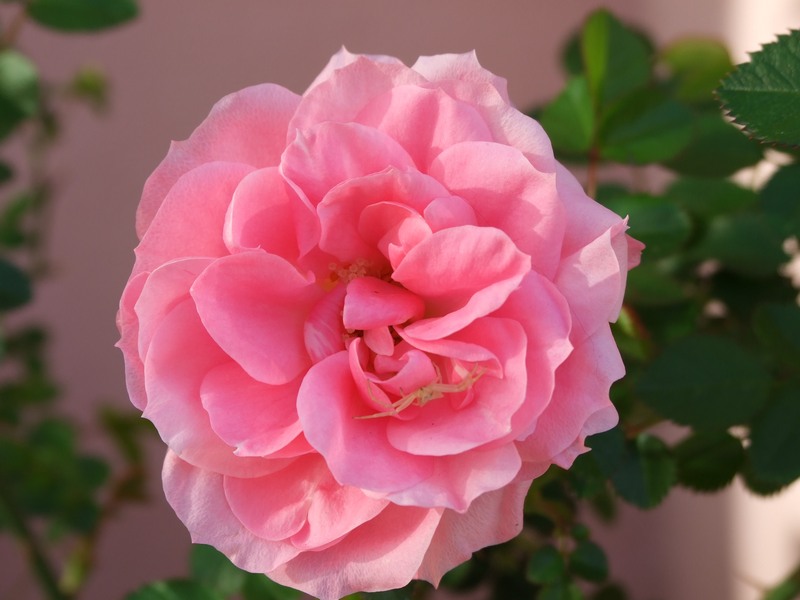 DSCF0499.JPG