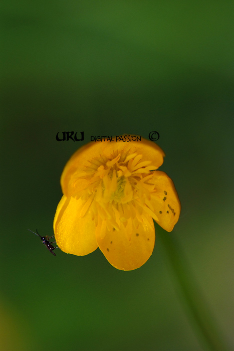 DSCF0611.jpg