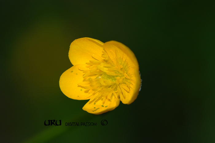 DSCF0613.jpg
