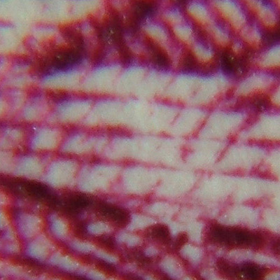 DSCF0619_crop.jpg