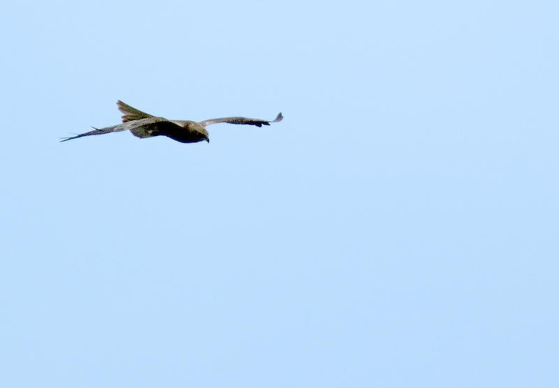 DSCF0820.jpg