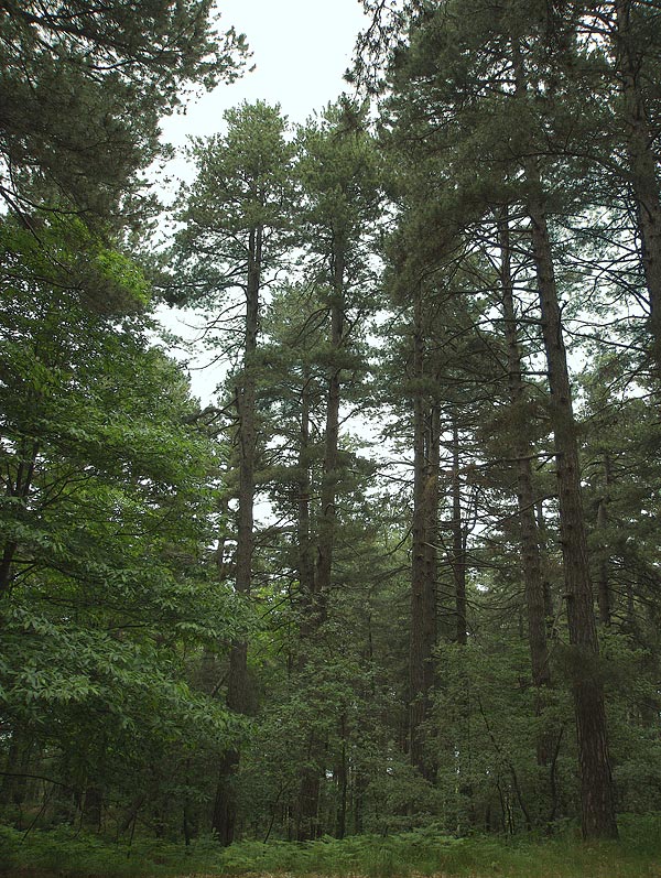 DSCF1503.jpg