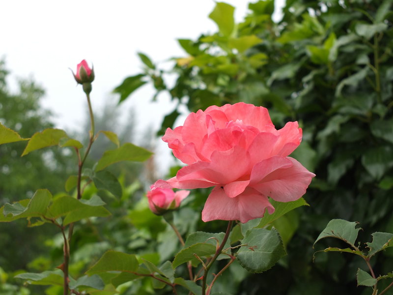 DSCF1510.jpgS1.jpg