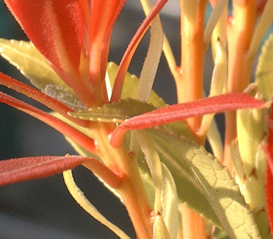 DSCF1703 crop s7raw.jpg