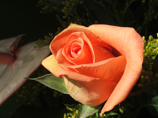 DSCF2395_1.jpg