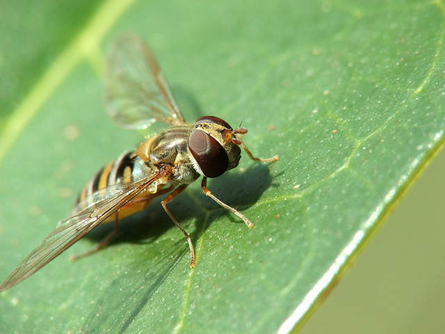 DSCF2523_1.jpg