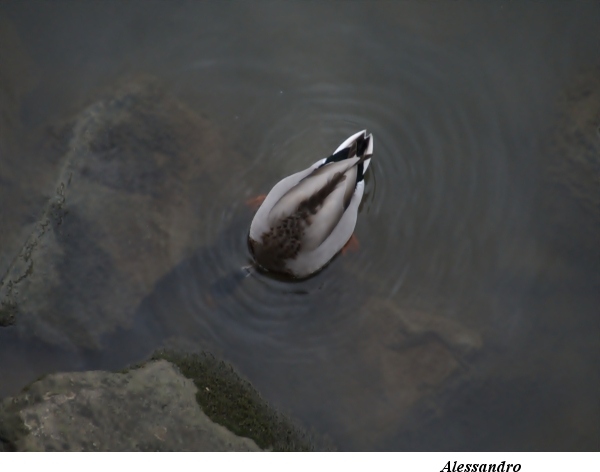 DSCF3100-thumb98.jpg